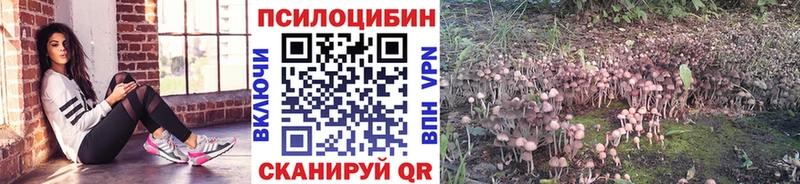 Купить закладки  Зубцов  Псилоцибиновые грибы GOLDEN TEACHER 